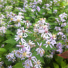 Aster cordifolius Heart leaved Aster