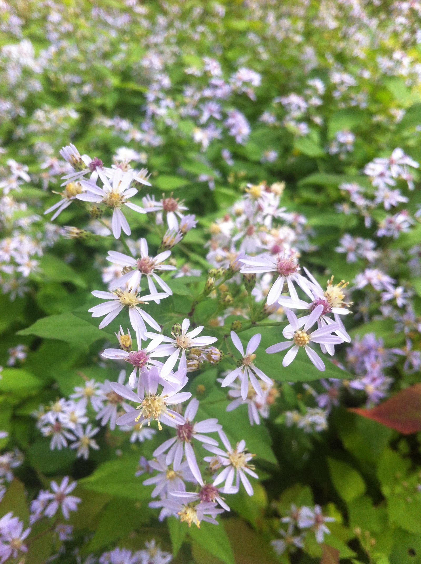 Aster cordifolius Heart leaved Aster