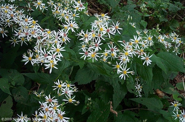 Aster divaricatus White Wood Aster