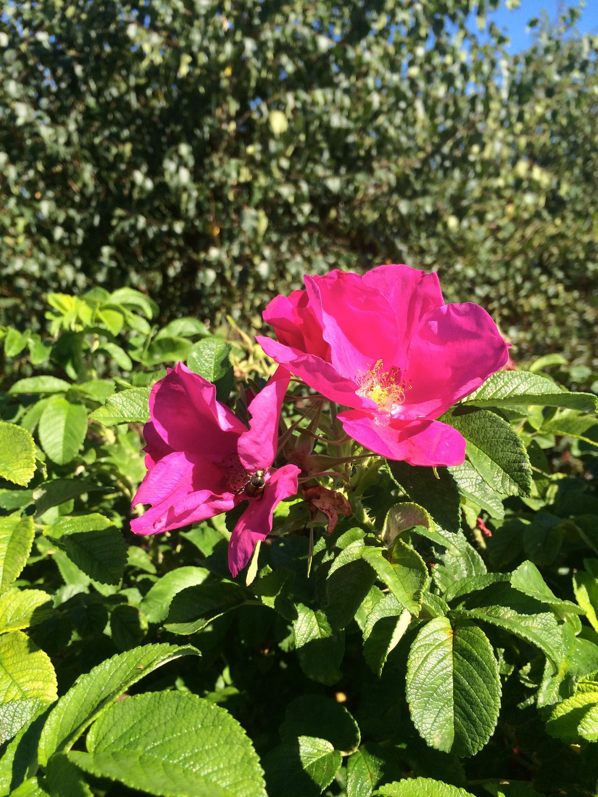 Rosa rugosa Rugosa Rose