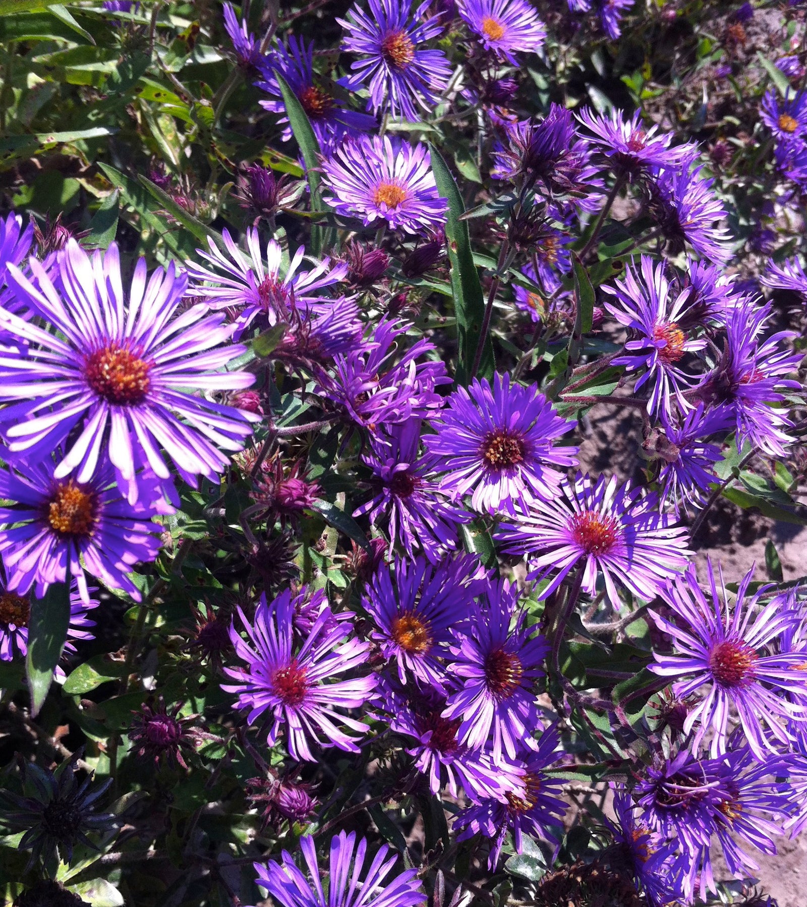 Aster novae angliae New England Aster