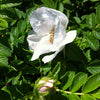 Rosa rugosa Alba Rugosa Rose (white)