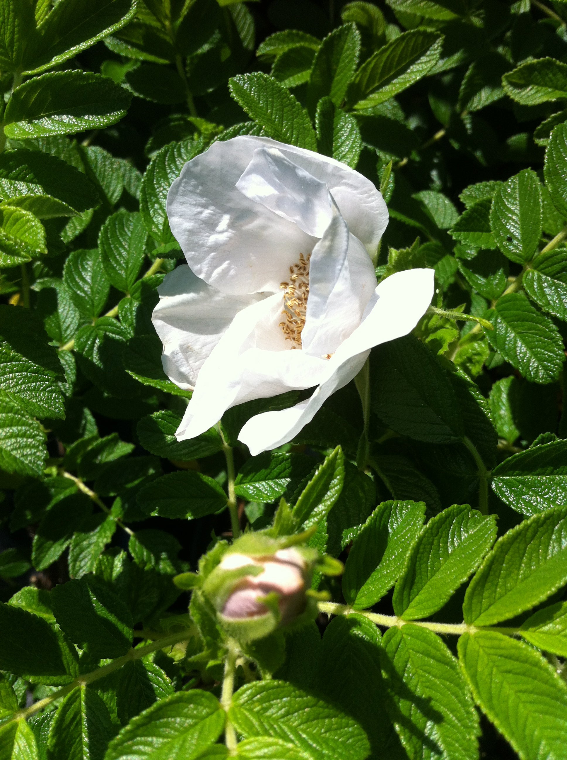 Rosa rugosa Alba Rugosa Rose (white)