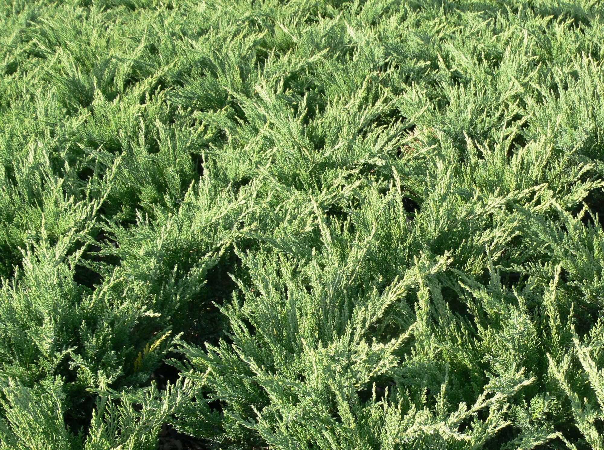 Juniperus sabina Tamariscifolia New Blue Blue Tamarix Savin Juniper