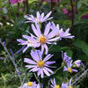 Aster oolentangiensis Sky Blue Aster