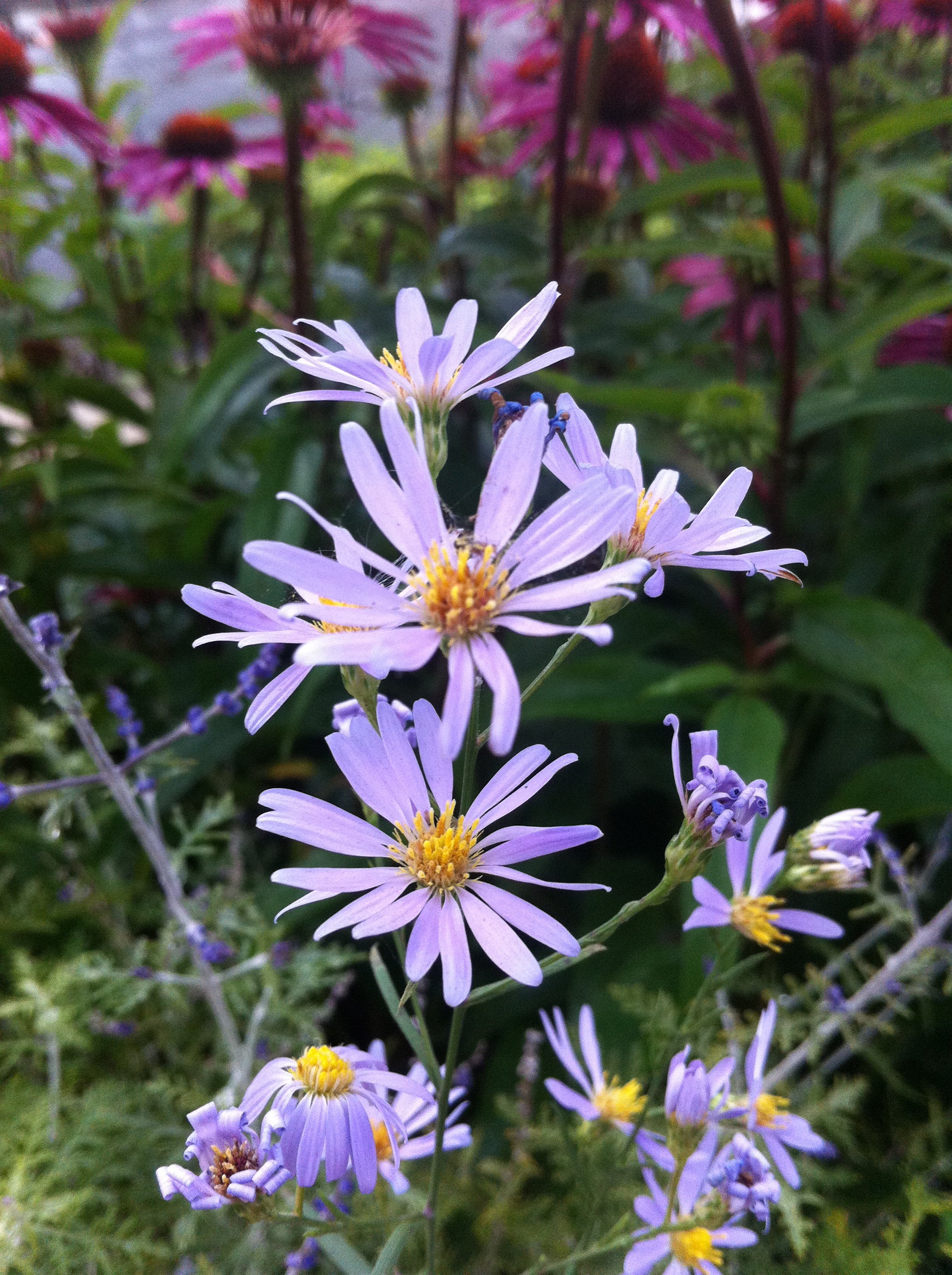 Aster oolentangiensis Sky Blue Aster