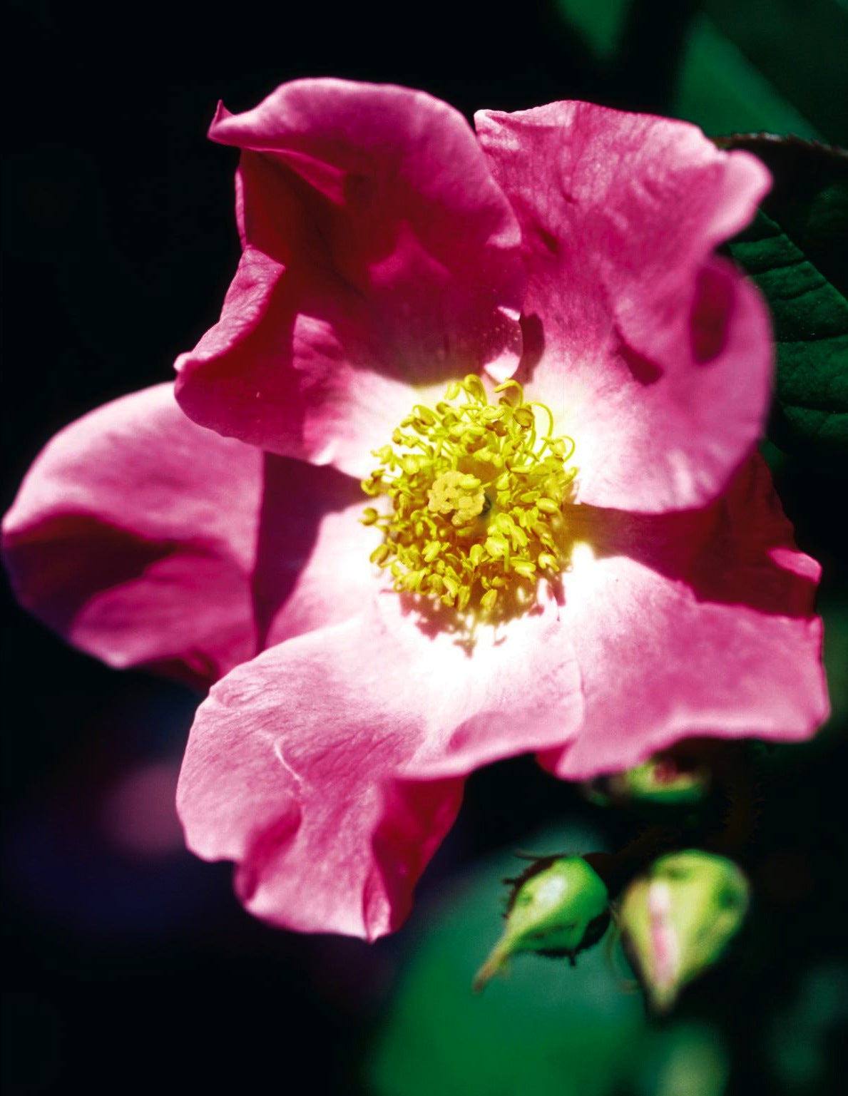 Rosa rugosa Nearly Wild Nearly Wild Rose