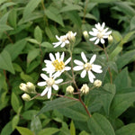 Aster umbellatus Flat topped Aster, Parasol Whitetop