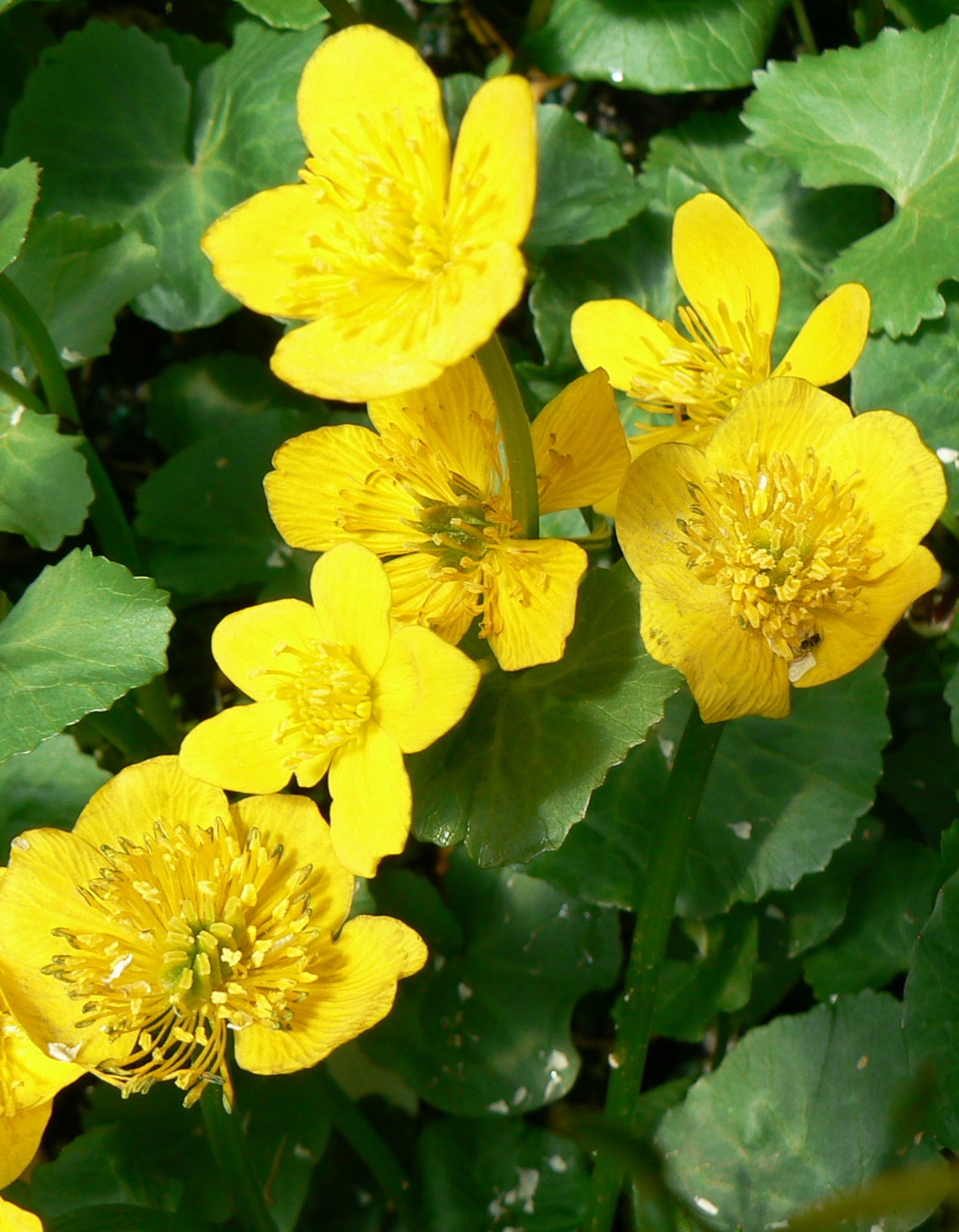 Caltha palustris Marsh Marigold