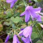 Campanula americana Tall Bellflower