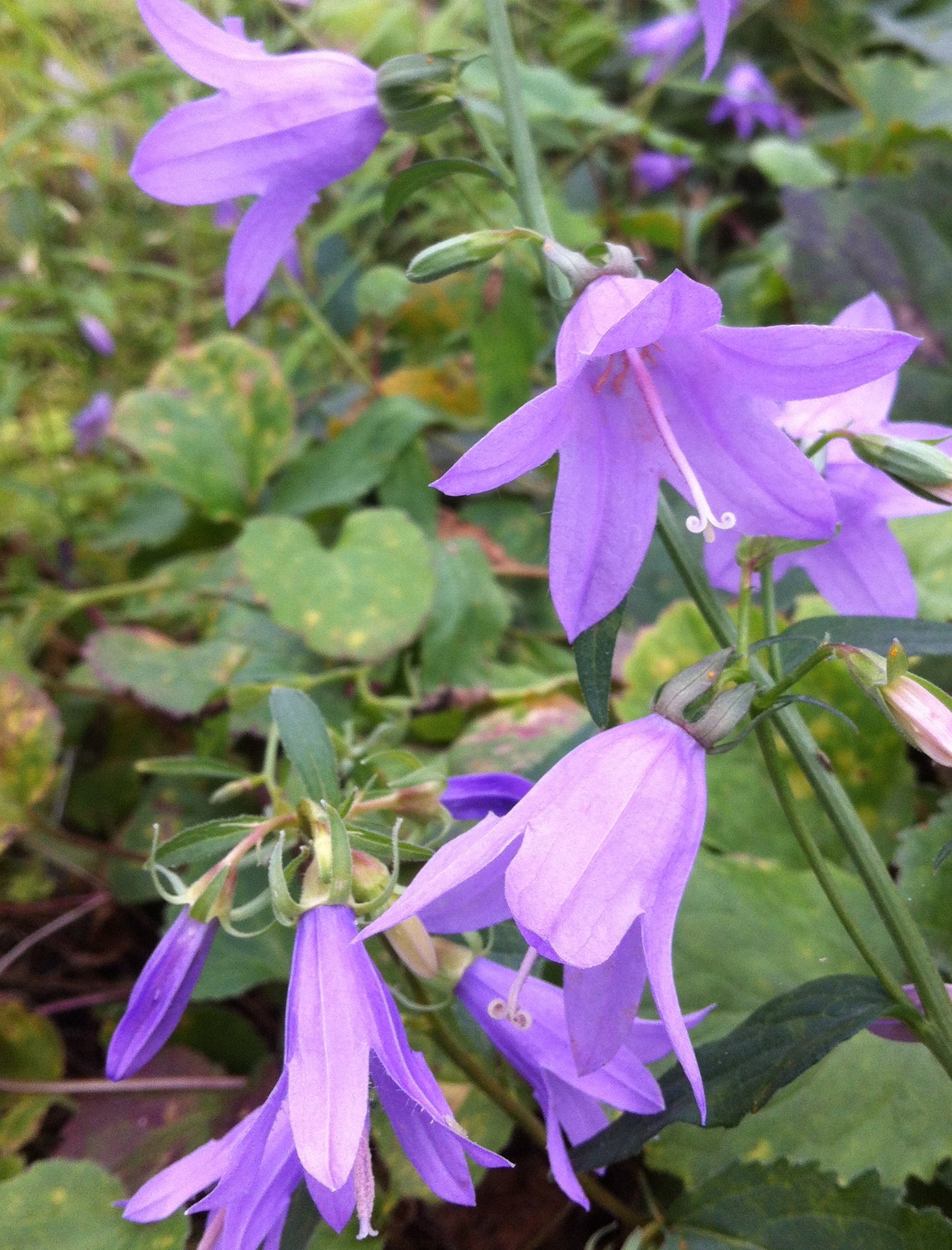 Campanula americana Tall Bellflower