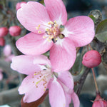 Malus Makamik Makamik Crabapple