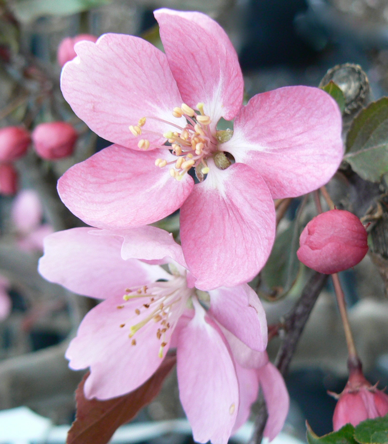 Malus Makamik Makamik Crabapple