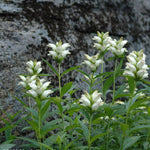 Chelone glabra Turtlehead