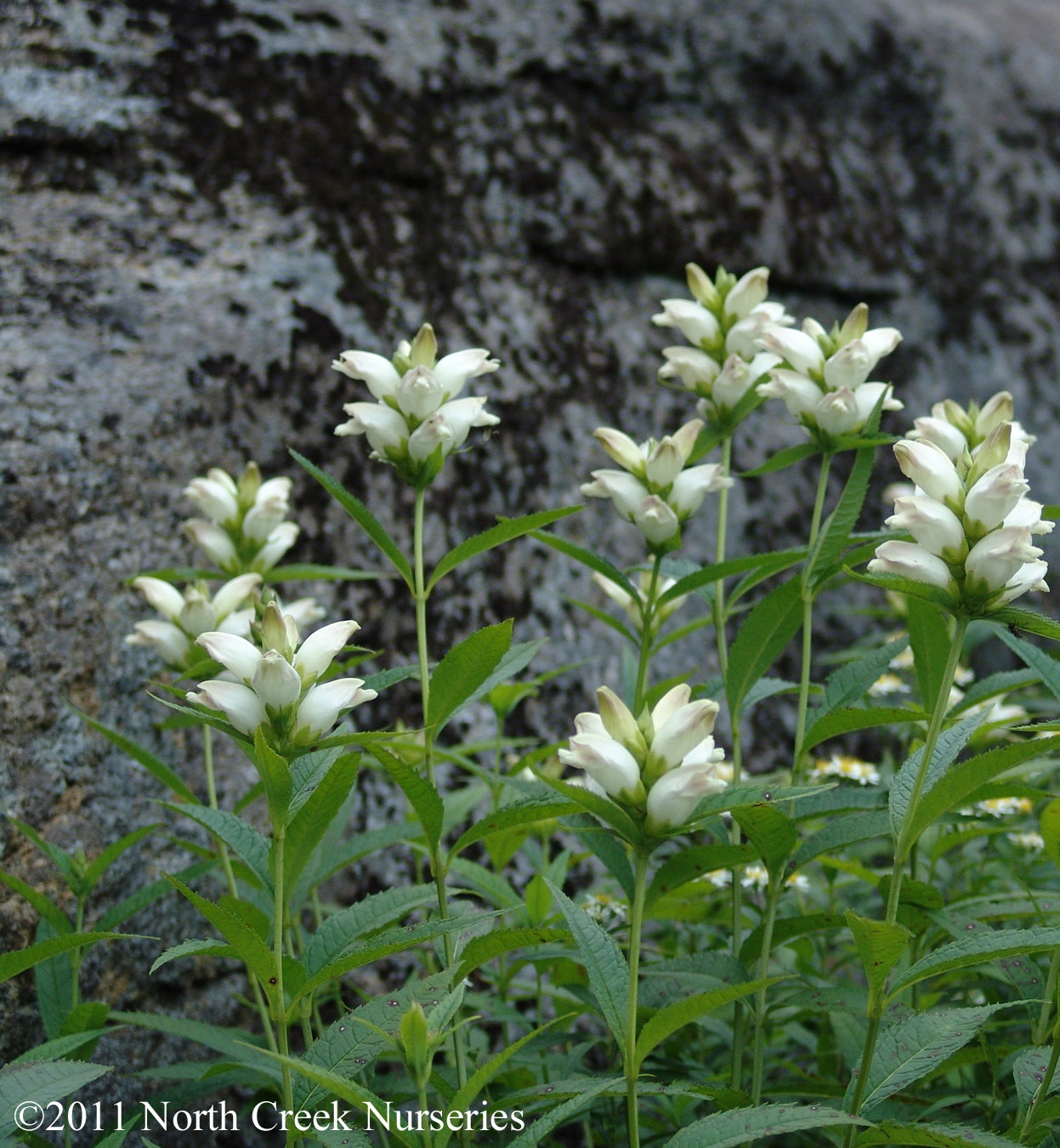 Chelone glabra Turtlehead