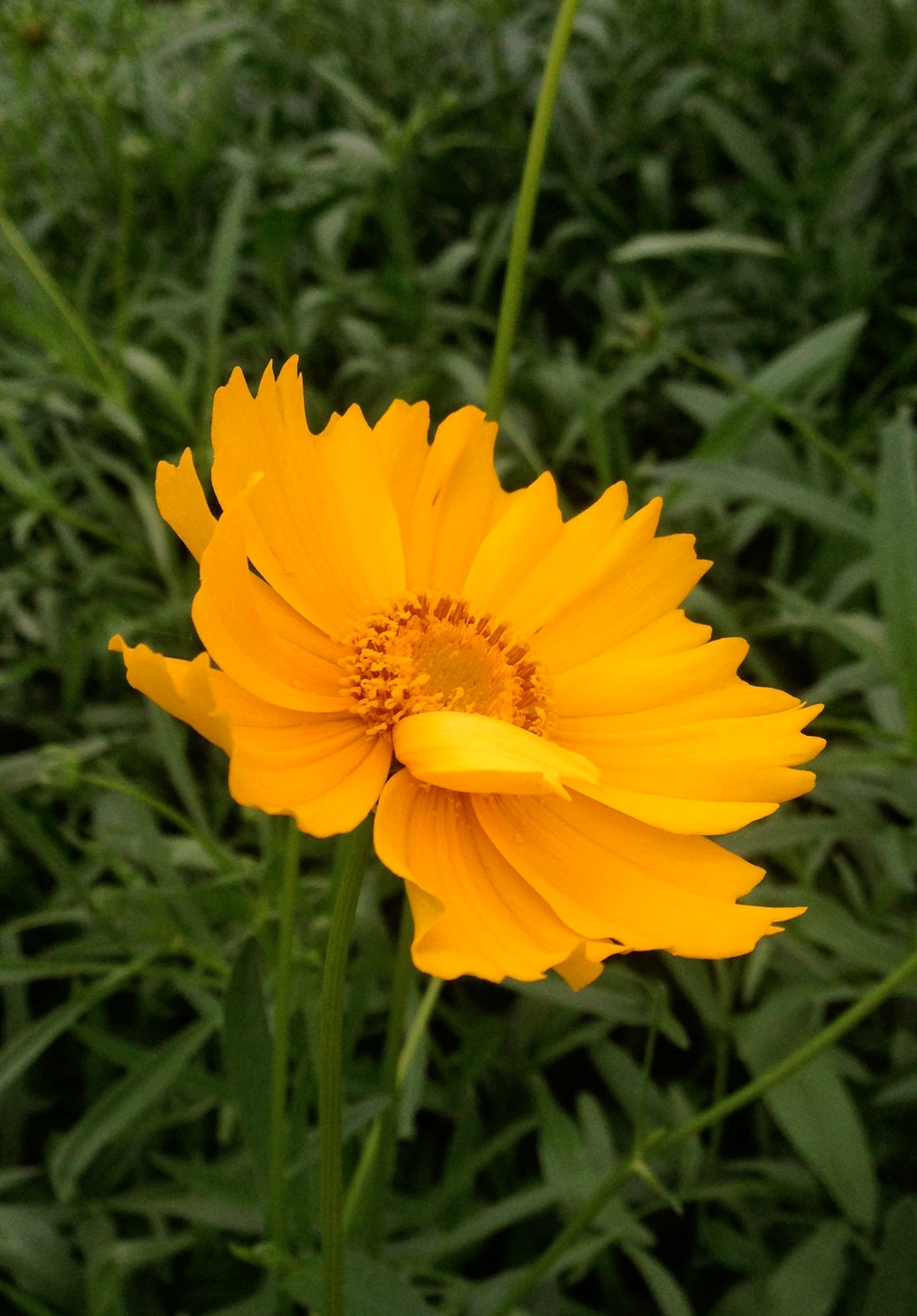 Coreopsis lanceolata Lance leaved Tickseed