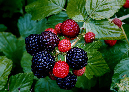 Rubus occidentalis Black Raspberry