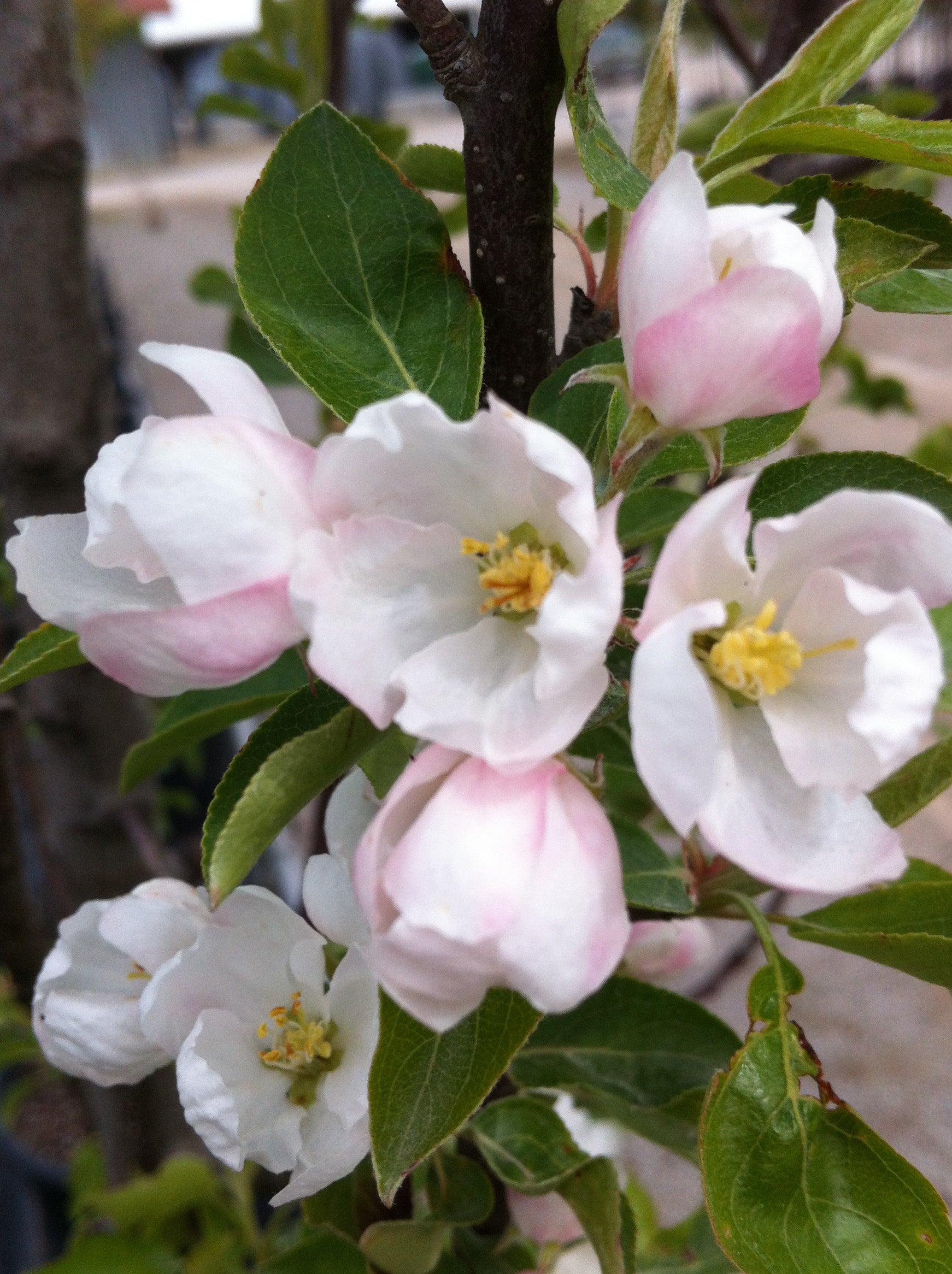 Malus Rinki Rinki Crabapple