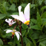 Dodecatheon meadia Shooting Star