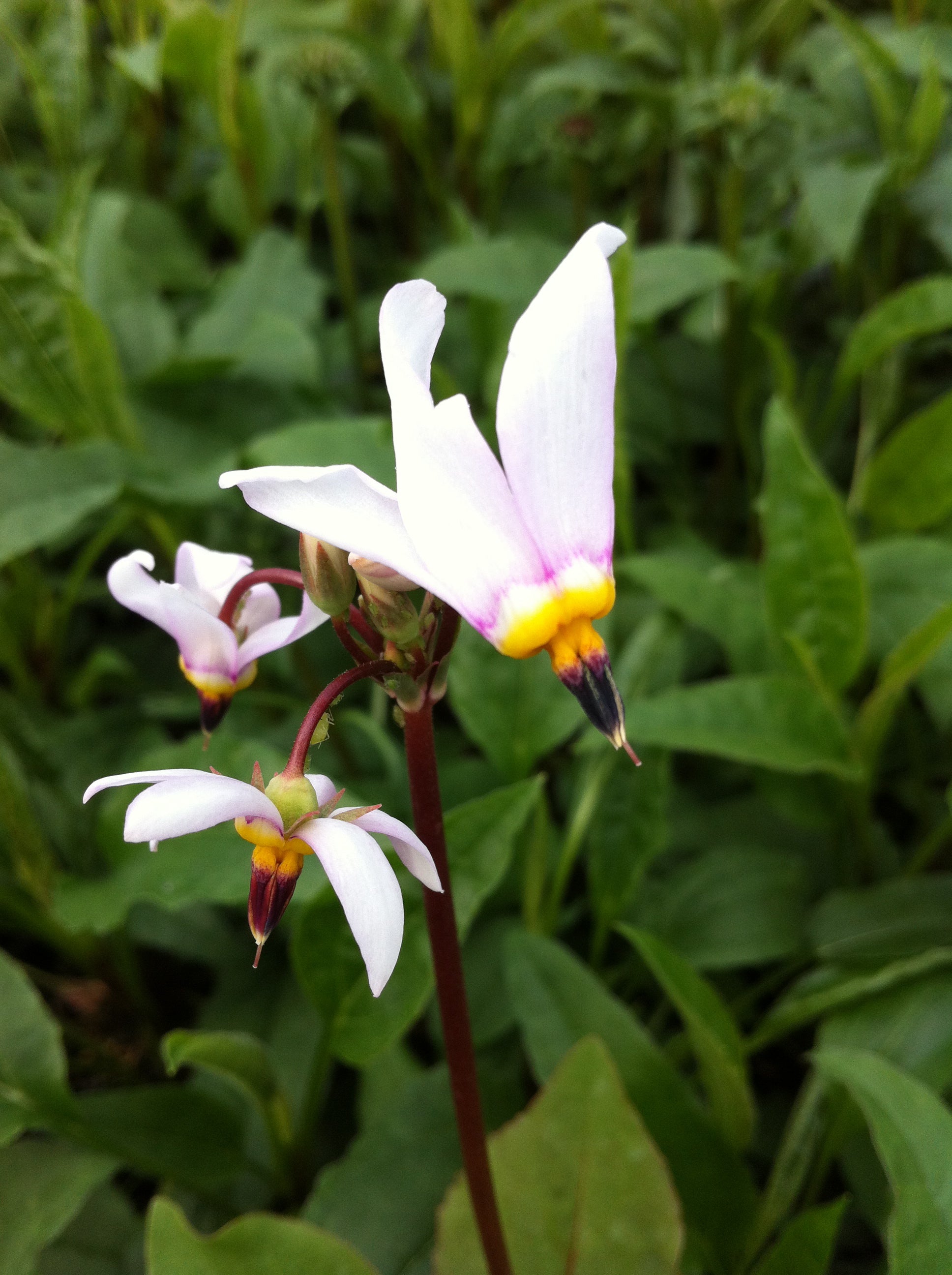 Dodecatheon meadia Shooting Star