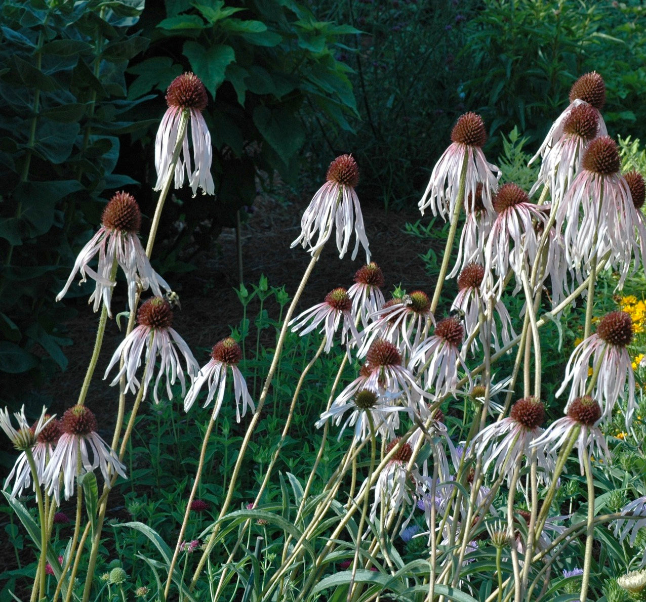 Echinacea pallida Pale Purple Coneflower