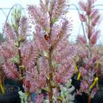 Salix candida Sage Leaved Willow