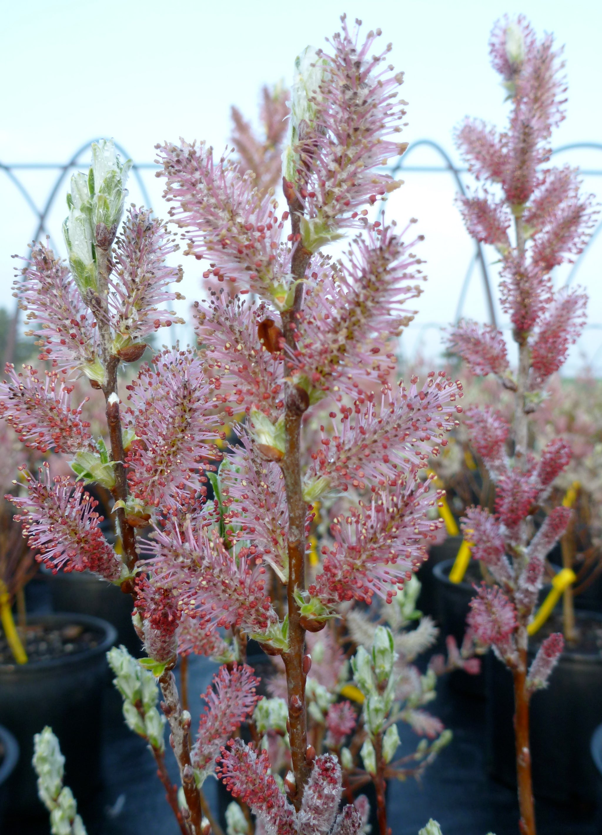 Salix candida Sage Leaved Willow