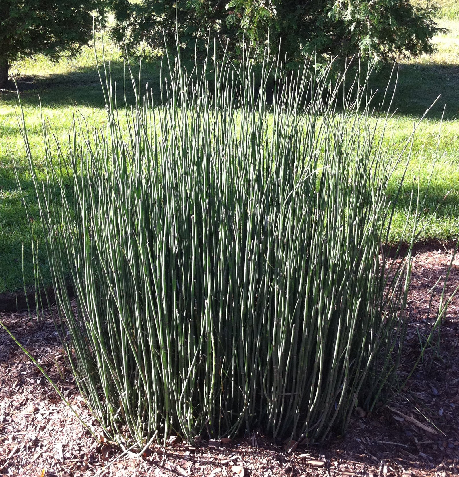 Equisetum hyemale Scouring Rush