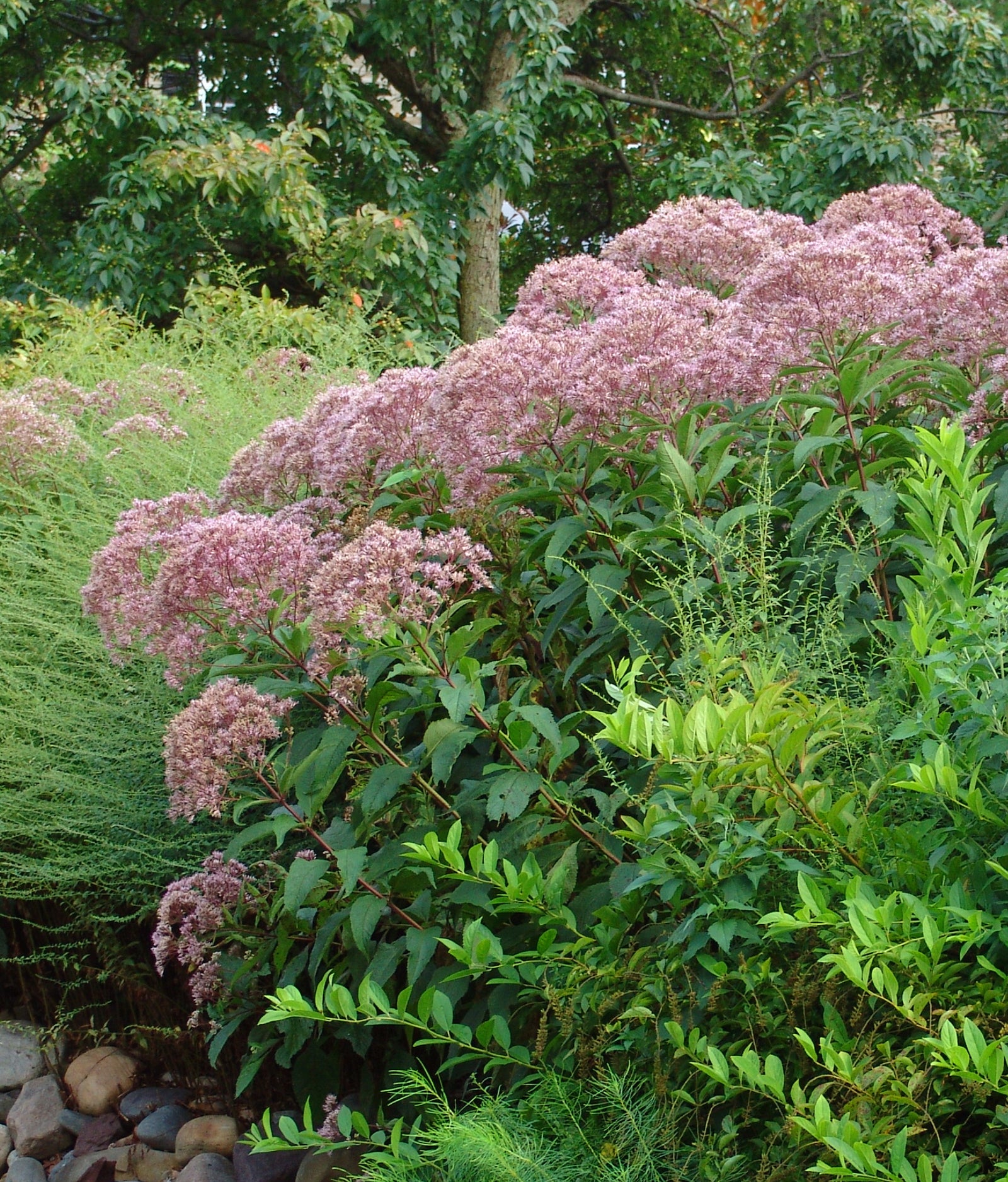 Eupatorium fistulosum Hollow Joe Pye Weed