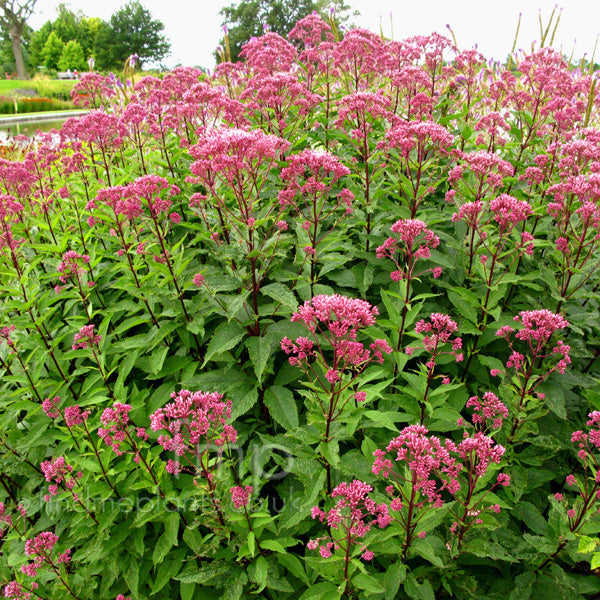 Eupatorium maculatum Joe Pye Weed