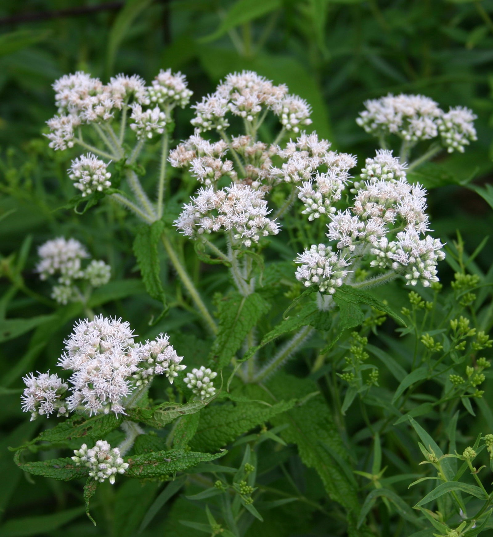 Eupatorium perfoliatum Boneset