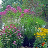 Eupatorium purpureum Purple Joe Pye Weed