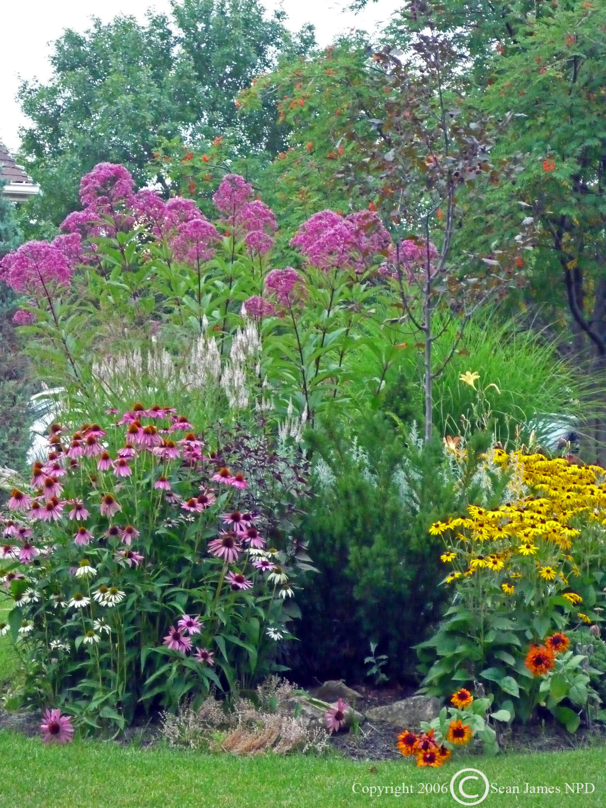 Eupatorium purpureum Purple Joe Pye Weed