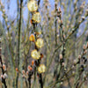 Salix discolor Pussy Willow