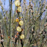 Salix discolor Pussy Willow