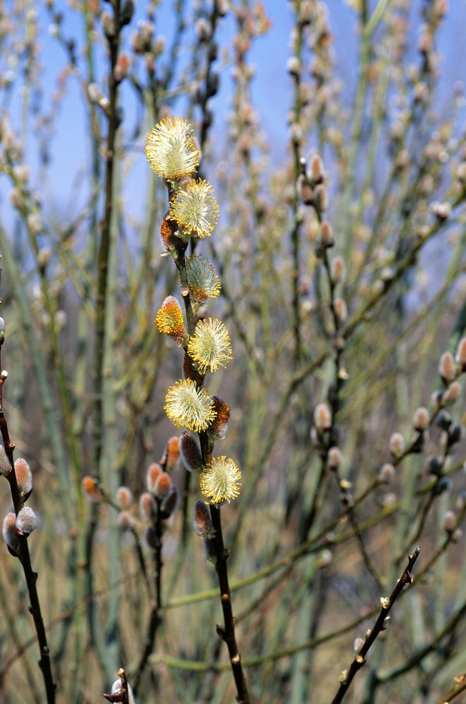 Salix discolor Pussy Willow