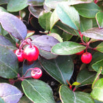 Gaultheria procumbens Wintergreen