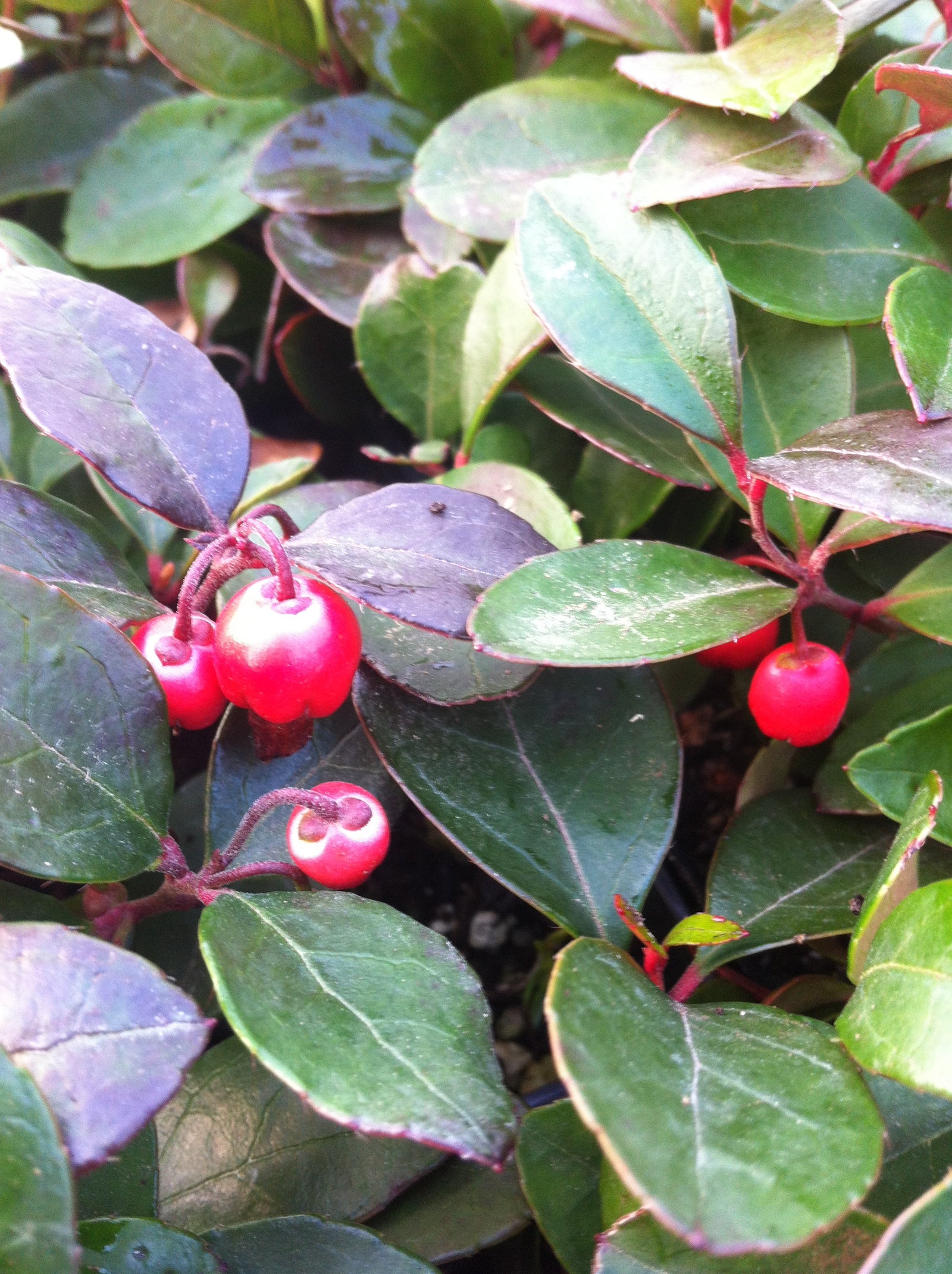 Gaultheria procumbens Wintergreen