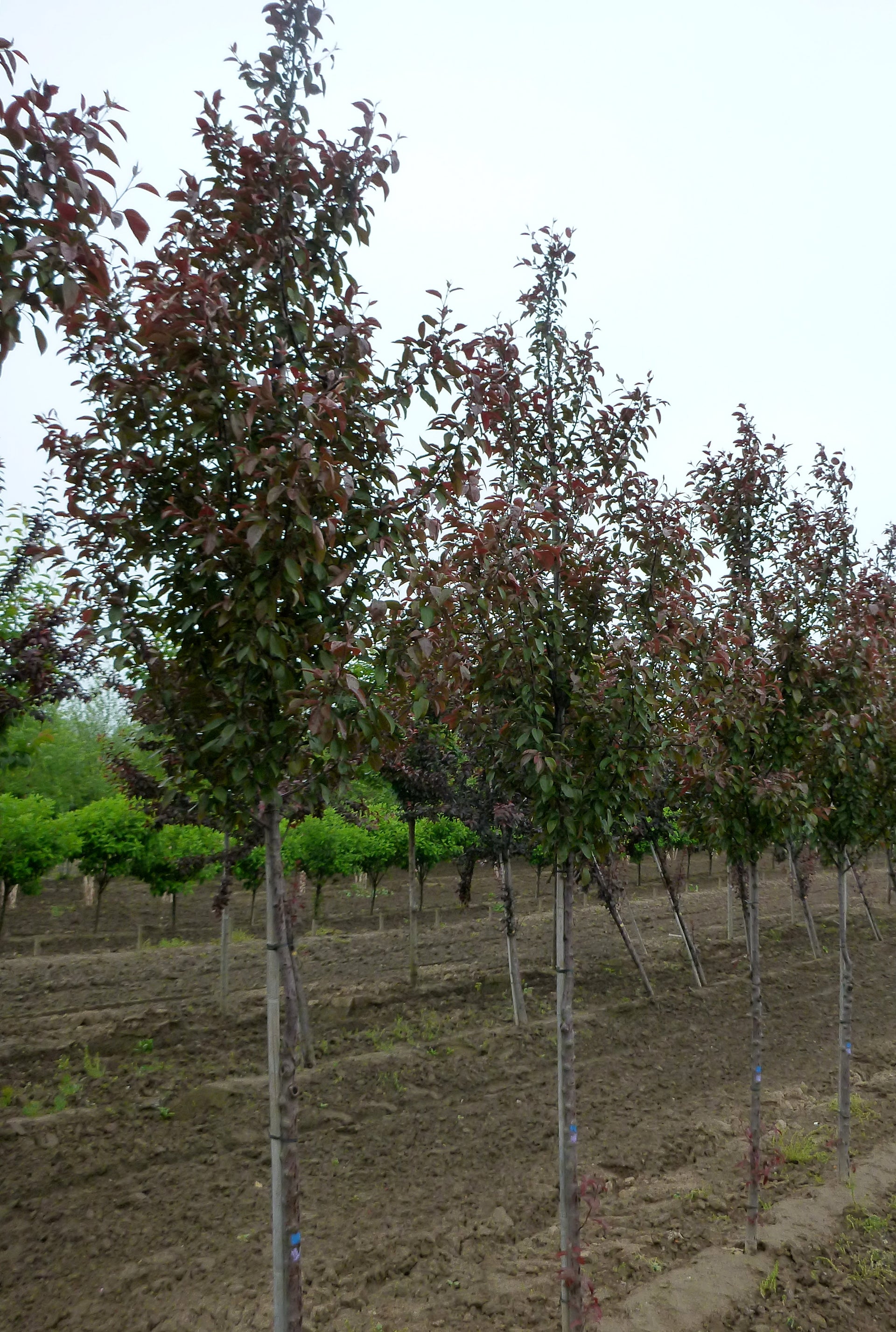 Velvet Pillar™ Crabapple – GardenTap