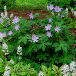 Geranium maculatum Wild Geranium