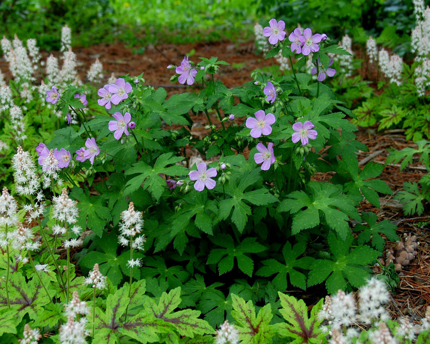 Geranium maculatum Wild Geranium