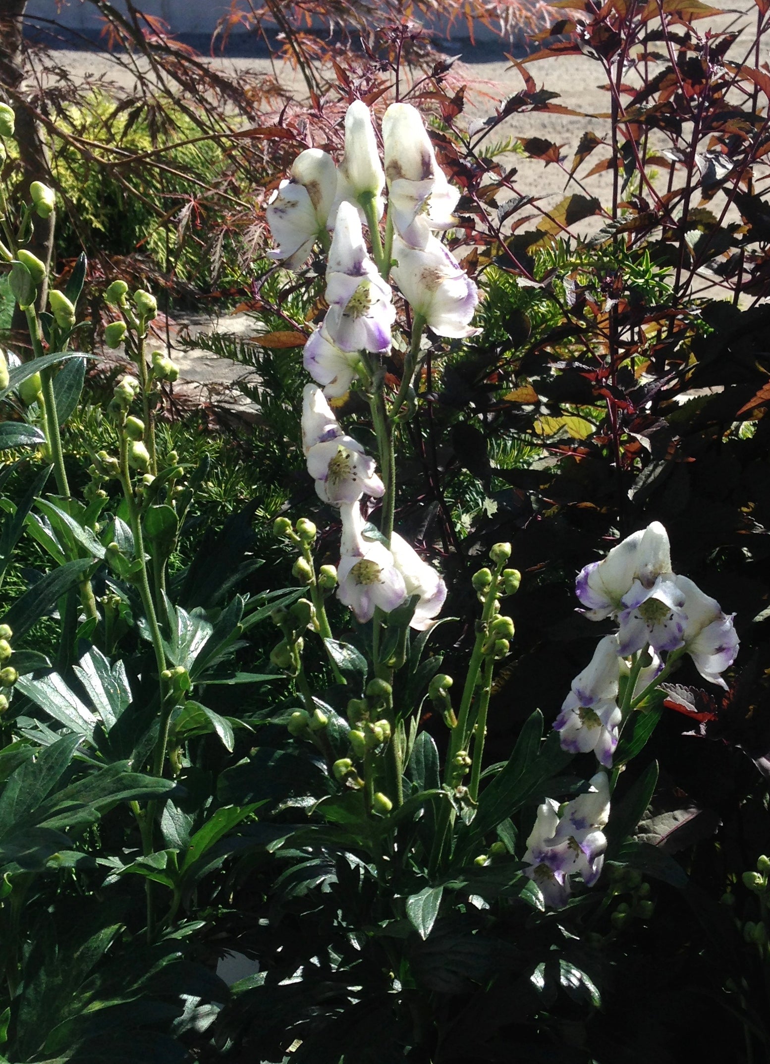 Aconitum cammarum Eleanora Monkshood