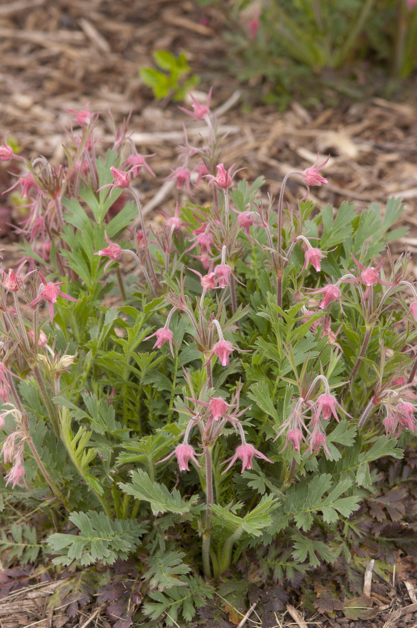 Geum triflorum Grandpa's Whiskers