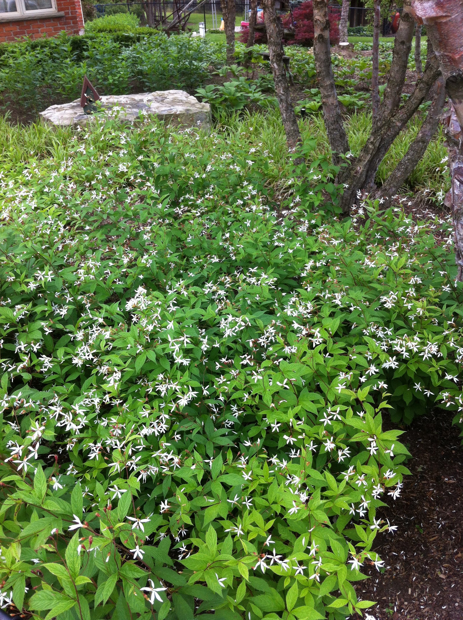 Gillenia trifoliata Bowman's Root