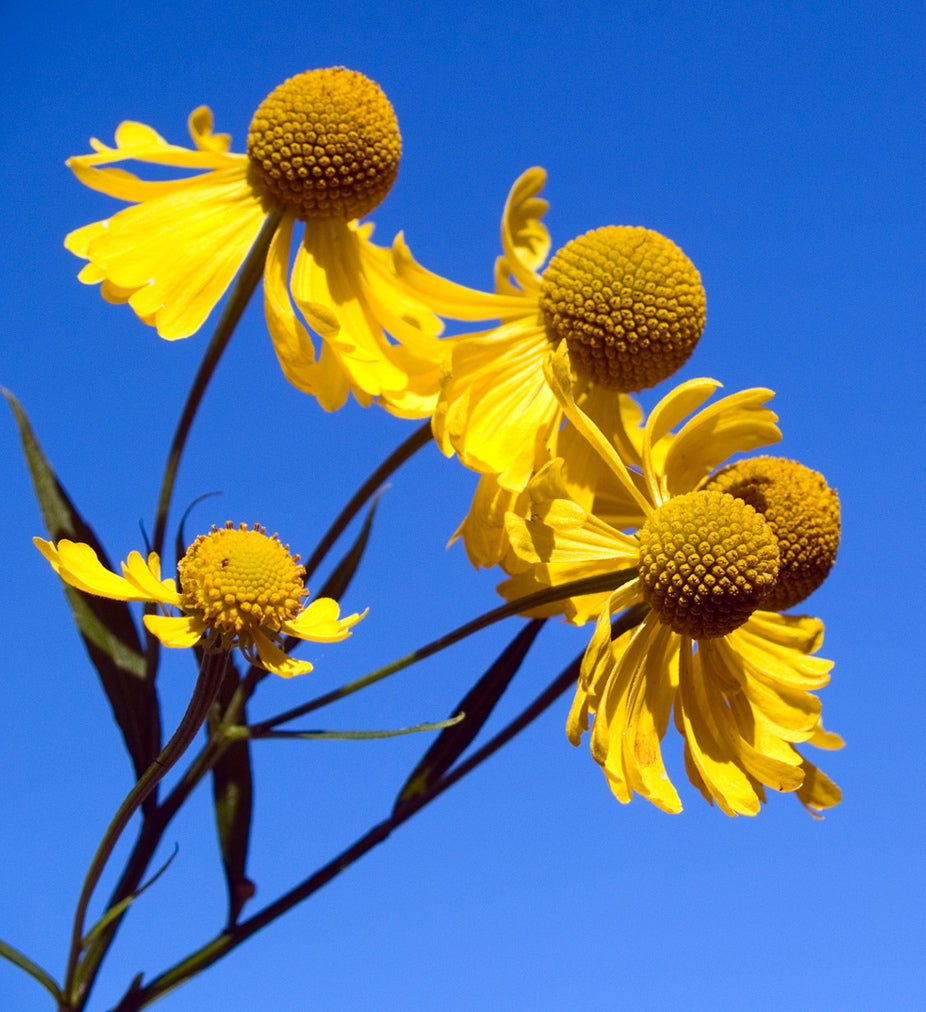 Helenium autumnale Sneezeweed