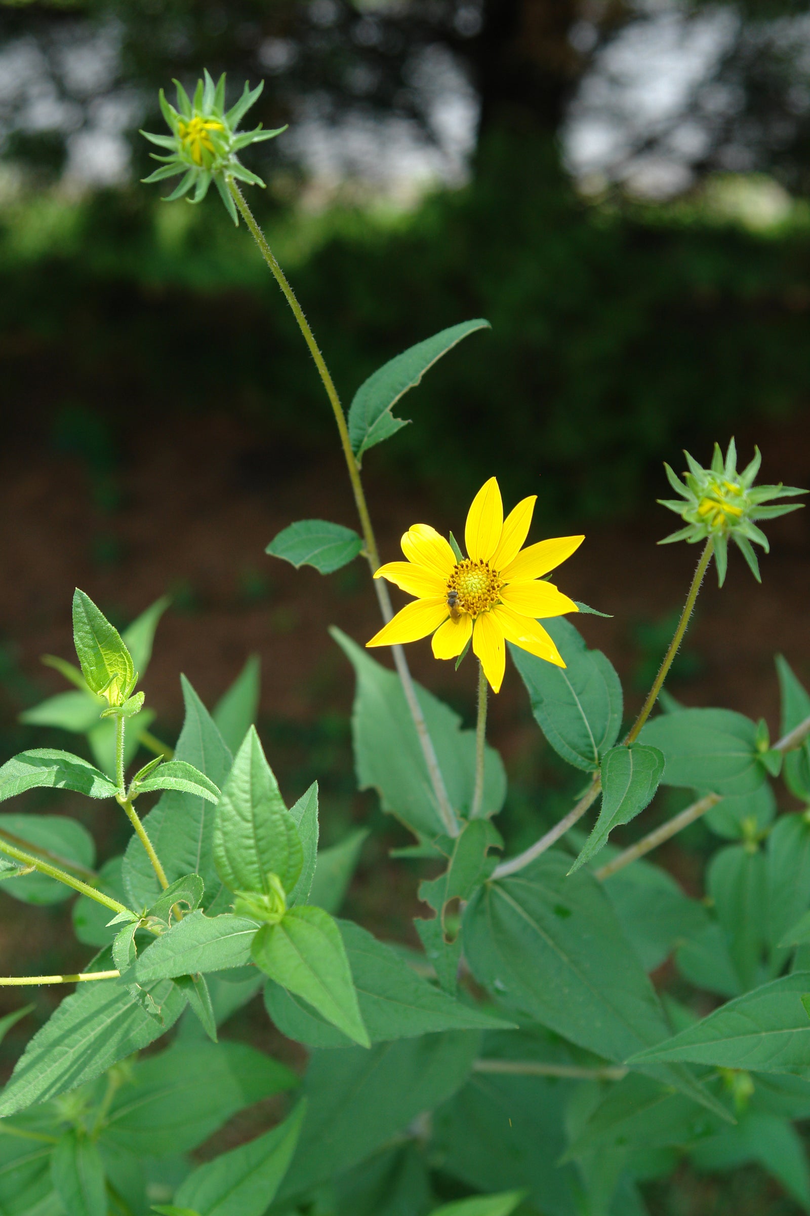 Helianthus divaricatus Woodland Sunflower