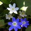 Hepatica americana Round lobed Hepatica