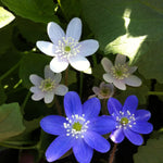 Hepatica americana Round lobed Hepatica