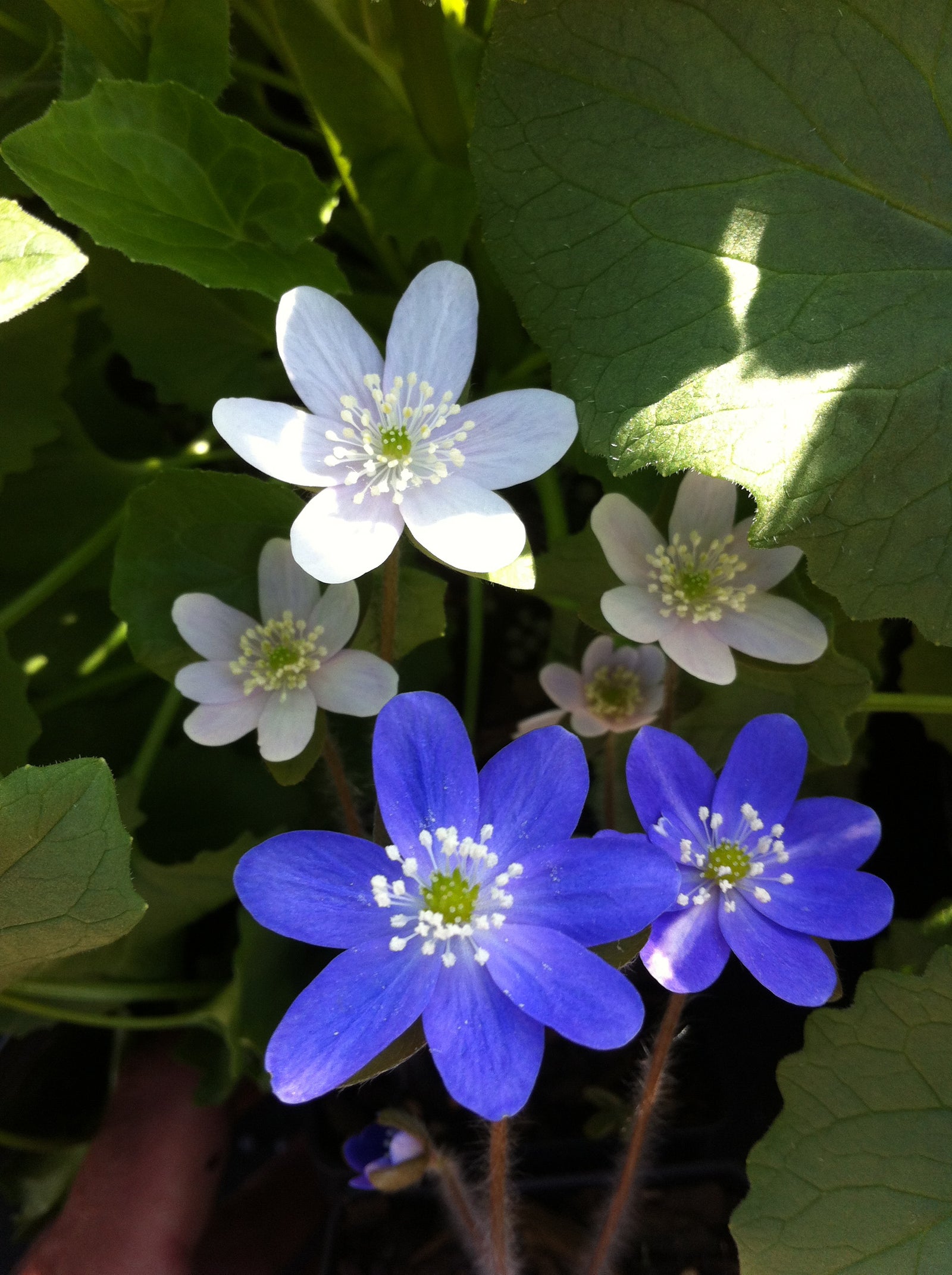 Hepatica americana Round lobed Hepatica