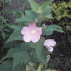 Hibiscus moscheutos Swamp Rose Mallow